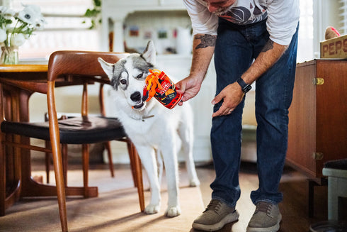 P.L.A.Y Slurp It Up Cup Noodles Dog Toy